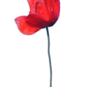 iness9amar-blog avatar