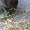 inevitablelover avatar