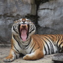 inexplicableness avatar