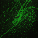 infinite-green28 avatar