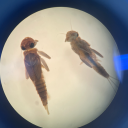 infiniteaugends avatar