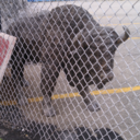 infinitebuffalo avatar