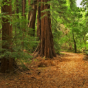 infinitelove-peace avatar