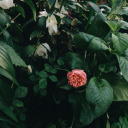 infinitely-gentle avatar