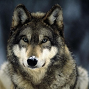 infinitelyephemeral-blog1 avatar