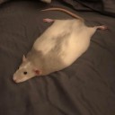 infiniterattheorem avatar