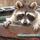 infiniteskeletonxylophones avatar