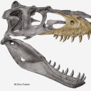 infinitumvenatus avatar