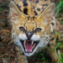 infinityservals avatar