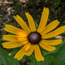 infjgardengoddess2 avatar