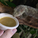 infodumpingaboutnature avatar