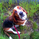 ingloriousbassets avatar