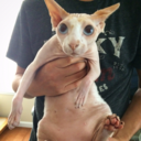 ingloriouscats avatar