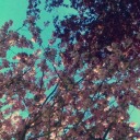 ingloriousfuckup avatar