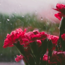 ingratiatedtoy avatar