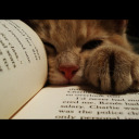 ingridstacanelli avatar