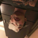 inhalethetrees avatar