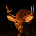 inheadlightsx avatar