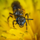 inheritancetrain avatar