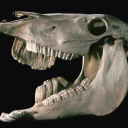 inhumanetrash avatar