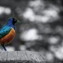 ink-flowers-and-ashes avatar