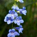 inkandpenstemon avatar