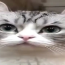 inkbendyyebengrad avatar