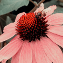 inked-withlove avatar