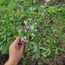 inkspressed4u avatar