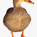inktheduck avatar