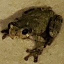 inkyblinkyboo avatar