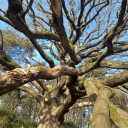 inlovewithartemis avatar