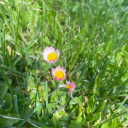 inlovewiththedreamworld avatar