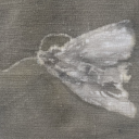 inlovewiththemooon avatar