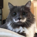 inneedoffruitjelly avatar