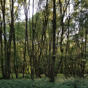 innerself-coming-to-light avatar