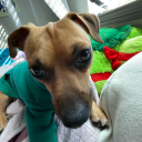 innertrashsuitcaseflower avatar