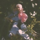 innocencepuritylove avatar