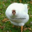 innocentmushroom avatar