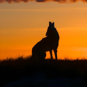 innocents-and-sinners avatar