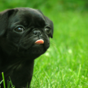 inpugswetrust-blog avatar