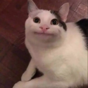 insanely-paradox avatar