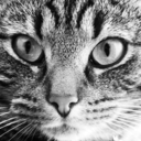 insanespirations avatar