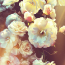 insearchofthesun-blog avatar