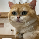 insecurecookies avatar