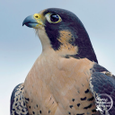 insert-pun-here-now avatar