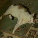 insert-wittything-here avatar