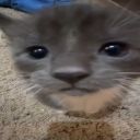 insertmusicalreferencehere avatar