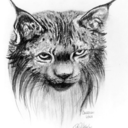 insightforsoreeyes avatar