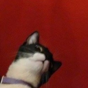 insightrecollection avatar